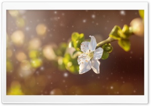 Beautiful Spring Ultra HD Wallpaper for 4K UHD Widescreen desktop, tablet & smartphone