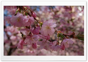 Beautiful Spring Blossom Ultra HD Wallpaper for 4K UHD Widescreen desktop, tablet & smartphone