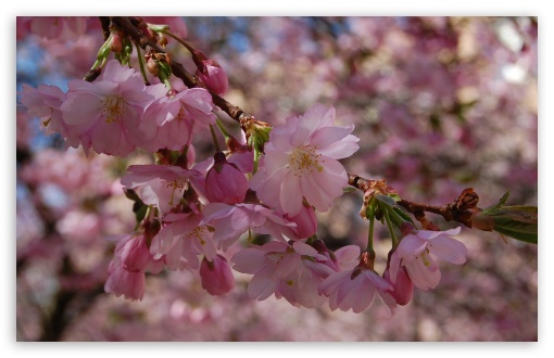 Beautiful Spring Blossom Ultra HD Desktop Background Wallpaper for 4K ...