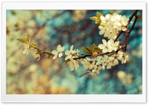Beautiful Spring Day Ultra HD Wallpaper for 4K UHD Widescreen desktop, tablet & smartphone