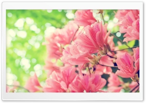 Beautiful Spring Flowers Ultra HD Wallpaper for 4K UHD Widescreen desktop, tablet & smartphone