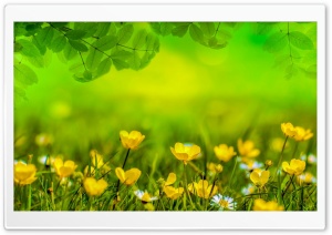 Beautiful Spring Meadow Ultra HD Wallpaper for 4K UHD Widescreen desktop, tablet & smartphone