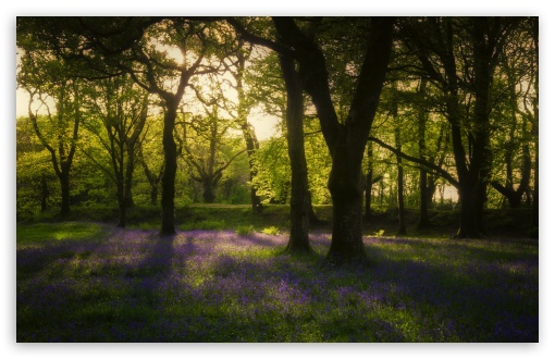 spring pictures for desktop hd