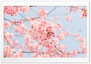 Beautiful Spring Season Ultra HD Wallpaper for 4K UHD Widescreen desktop, tablet & smartphone