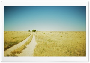 Beautiful Summer Landscape With A Field Path Ultra HD Wallpaper for 4K UHD Widescreen desktop, tablet & smartphone