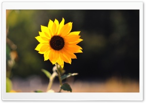 Beautiful Sunflower Ultra HD Wallpaper for 4K UHD Widescreen desktop, tablet & smartphone