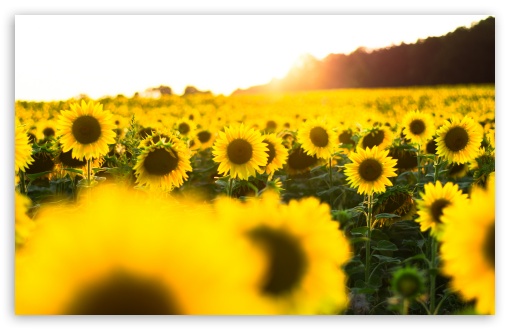 sunflower widescreen wallpaper