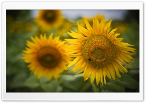 Beautiful Sunflowers Ultra HD Wallpaper for 4K UHD Widescreen desktop, tablet & smartphone