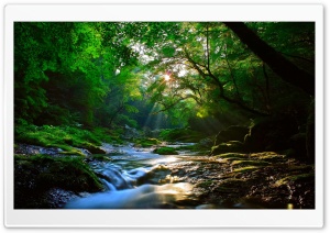 Beautiful Sunlight at Forest Ultra HD Wallpaper for 4K UHD Widescreen desktop, tablet & smartphone