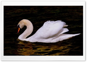 Beautiful Swan Bird Ultra HD Wallpaper for 4K UHD Widescreen desktop, tablet & smartphone