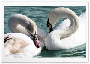 Beautiful Swans Ultra HD Wallpaper for 4K UHD Widescreen desktop, tablet & smartphone