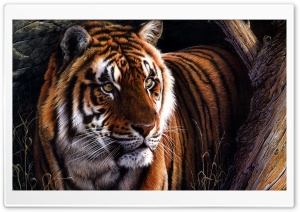 Beautiful Tiger Ultra HD Wallpaper for 4K UHD Widescreen desktop, tablet & smartphone