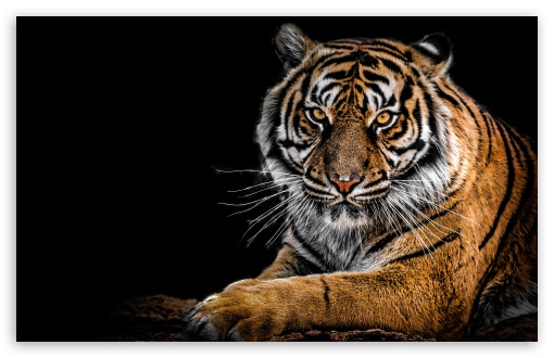 White Tiger Wallpapers Widescreen - Wallpaper Cave