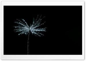 Beautiful Tiny Dew Drops on a Dandelion Seed Macro, Black Background Ultra HD Wallpaper for 4K UHD Widescreen desktop, tablet & smartphone