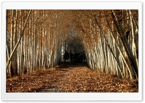 Beautiful Tree Alley, Autumn Ultra HD Wallpaper for 4K UHD Widescreen desktop, tablet & smartphone