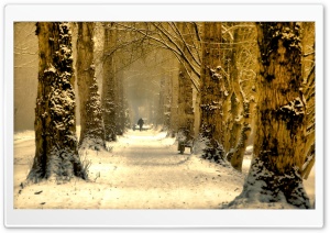 Beautiful Tree Alley, Winter Ultra HD Wallpaper for 4K UHD Widescreen desktop, tablet & smartphone