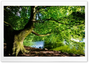 Beautiful Tree by the River, Nature Photography Ultra HD Wallpaper for 4K UHD Widescreen desktop, tablet & smartphone