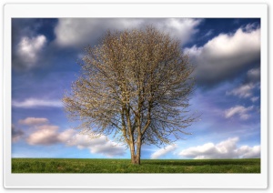 Beautiful Tree, Spring Ultra HD Wallpaper for 4K UHD Widescreen desktop, tablet & smartphone