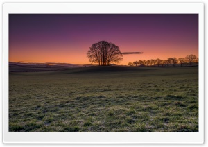 Beautiful Trees Nature Landscape Background Ultra HD Wallpaper for 4K UHD Widescreen desktop, tablet & smartphone