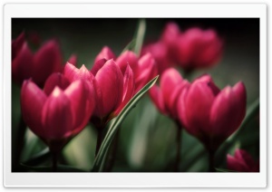 Beautiful Tulips Ultra HD Wallpaper for 4K UHD Widescreen desktop, tablet & smartphone