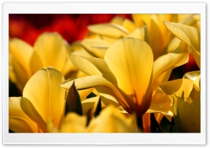 Beautiful Tulips. yellow and red Ultra HD Wallpaper for 4K UHD Widescreen desktop, tablet & smartphone
