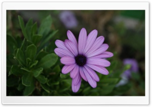 Beautiful Violet Flower Ultra HD Wallpaper for 4K UHD Widescreen desktop, tablet & smartphone