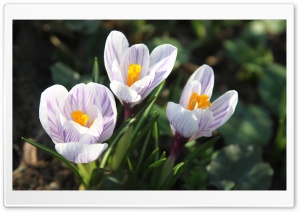 Beautiful White Crocuses Ultra HD Wallpaper for 4K UHD Widescreen desktop, tablet & smartphone