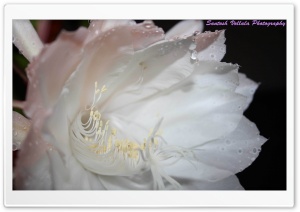 Beautiful White Flower Ultra HD Wallpaper for 4K UHD Widescreen desktop, tablet & smartphone