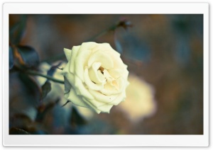 Beautiful White Rose Ultra HD Wallpaper for 4K UHD Widescreen desktop, tablet & smartphone