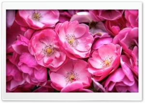 Beautiful Wild Roses Ultra HD Wallpaper for 4K UHD Widescreen desktop, tablet & smartphone