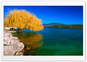 Beautiful Willow Ultra HD Wallpaper for 4K UHD Widescreen desktop, tablet & smartphone