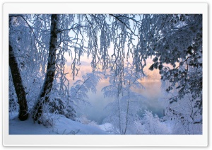 Beautiful Winter Frost Ultra HD Wallpaper for 4K UHD Widescreen desktop, tablet & smartphone