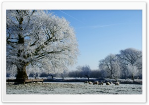 Beautiful Winter Landscape Along The Kromme Rijn River Ultra HD Wallpaper for 4K UHD Widescreen desktop, tablet & smartphone
