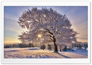 Beautiful Winter Morning Ultra HD Wallpaper for 4K UHD Widescreen desktop, tablet & smartphone