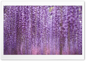 Beautiful Wisteria Flowers 4K UHD Wallpaper for Widescreen and UltraWide Desktop, UltraHD TV, Smartphone, Tablet