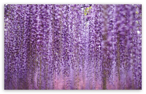 Beautiful Wisteria Flowers UltraHD Wallpaper for UHD 16:9 ; HD 16:9 ; UltraWide 21:9 24:10 32:9 32:10 ; Widescreen 16:10 5:3 ; Fullscreen 4:3 5:4 3:2 ; Tablet 1:1 ; Mobile 9:16 9:19.5 9:20 9:21 9:22 10:16 2:3 3:5 3:4 ; Dual 16:10 5:3 16:9 4:3 5:4 3:2 ; Triple 16:10 5:3 16:9 4:3 5:4 3:2 ;
