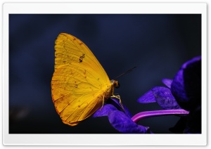 Beautiful Yellow Butterfly on a Purple Flower 4K UHD Wallpaper for Widescreen and UltraWide Desktop, UltraHD TV, Smartphone, Tablet