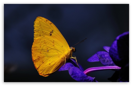 Beautiful Yellow Butterfly on a Purple Flower UltraHD Wallpaper for UHD 16:9 ; HD 16:9 ; Widescreen 16:10 5:3 ; Fullscreen 4:3 5:4 3:2 ; Tablet 1:1 ; Mobile 3:4 ;