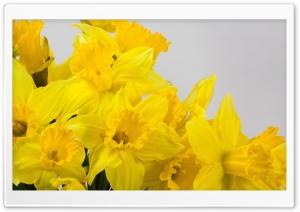Beautiful Yellow Daffodils Flowers Spring Ultra HD Wallpaper for 4K UHD Widescreen desktop, tablet & smartphone
