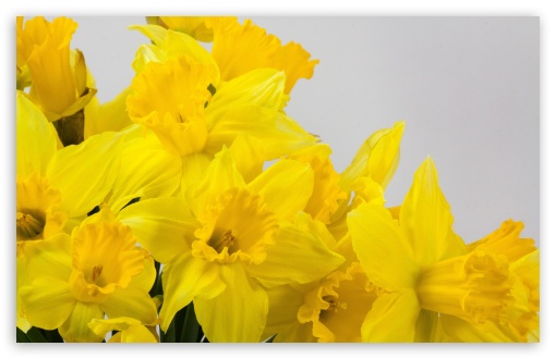 Beautiful Yellow Daffodils Flowers Spring UltraHD Wallpaper for Wide 16:10 5:3 Widescreen WHXGA WQXGA WUXGA WXGA WGA ; UltraWide 21:9 24:10 ; 8K UHD TV 16:9 Ultra High Definition 2160p 1440p 1080p 900p 720p ; UHD 16:9 2160p 1440p 1080p 900p 720p ; Standard 4:3 5:4 3:2 Fullscreen UXGA XGA SVGA QSXGA SXGA DVGA HVGA HQVGA ( Apple PowerBook G4 iPhone 4 3G 3GS iPod Touch ) ; Smartphone 16:9 3:2 5:3 2160p 1440p 1080p 900p 720p DVGA HVGA HQVGA ( Apple PowerBook G4 iPhone 4 3G 3GS iPod Touch ) WGA ; Tablet 1:1 ; iPad 1/2/Mini ; Mobile 4:3 5:3 3:2 16:9 5:4 - UXGA XGA SVGA WGA DVGA HVGA HQVGA ( Apple PowerBook G4 iPhone 4 3G 3GS iPod Touch ) 2160p 1440p 1080p 900p 720p QSXGA SXGA ; Dual 16:10 5:3 16:9 4:3 5:4 3:2 WHXGA WQXGA WUXGA WXGA WGA 2160p 1440p 1080p 900p 720p UXGA XGA SVGA QSXGA SXGA DVGA HVGA HQVGA ( Apple PowerBook G4 iPhone 4 3G 3GS iPod Touch ) ;