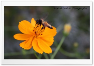 Beautiful Yellow Flower Ultra HD Wallpaper for 4K UHD Widescreen desktop, tablet & smartphone