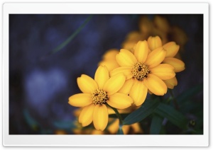 Beautiful Yellow Flowers Ultra HD Wallpaper for 4K UHD Widescreen desktop, tablet & smartphone