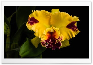 Beautiful Yellow Orchid Ultra HD Wallpaper for 4K UHD Widescreen desktop, tablet & smartphone