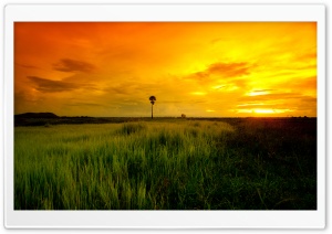 Beautiful Yellow Sunset Ultra HD Wallpaper for 4K UHD Widescreen desktop, tablet & smartphone
