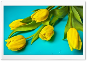 Beautiful Yellow Tulips Ultra HD Wallpaper for 4K UHD Widescreen desktop, tablet & smartphone