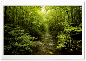 Beautiful Young Forest Ultra HD Wallpaper for 4K UHD Widescreen desktop, tablet & smartphone