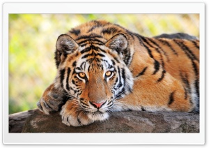 Beautiful Young Tiger Ultra HD Wallpaper for 4K UHD Widescreen desktop, tablet & smartphone
