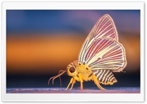 Beautiufl Moth Ultra HD Wallpaper for 4K UHD Widescreen desktop, tablet & smartphone