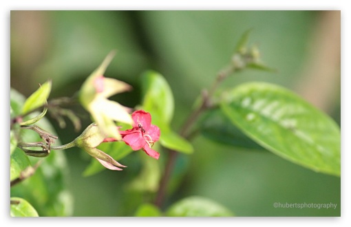 beauty UltraHD Wallpaper for UHD 16:9 ; HD 16:9 ; Widescreen 16:10 5:3 ;