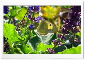 Beauty Butterfly Ultra HD Wallpaper for 4K UHD Widescreen desktop, tablet & smartphone